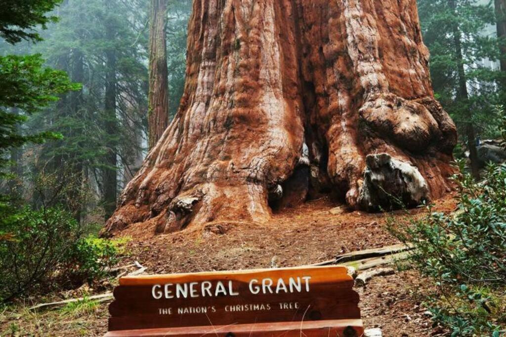 Sequoia Splendor, Inside Kings Canyon Np By Visitors Center Wilsonia Экстерьер фото