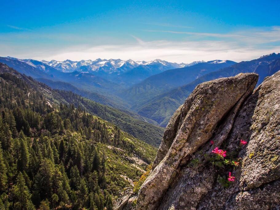 Sequoia Splendor, Inside Kings Canyon Np By Visitors Center Wilsonia Экстерьер фото